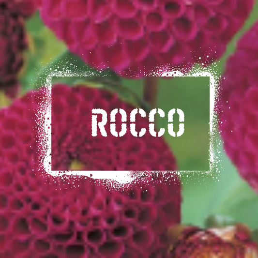 Rocco Dahlia Tuber