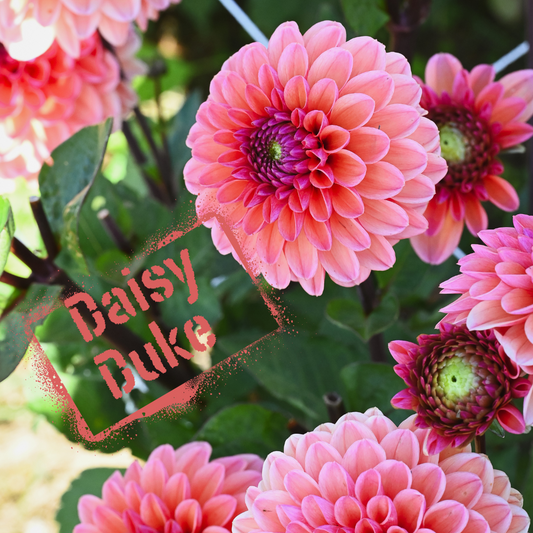 Daisy Duke Dahlia Tuber