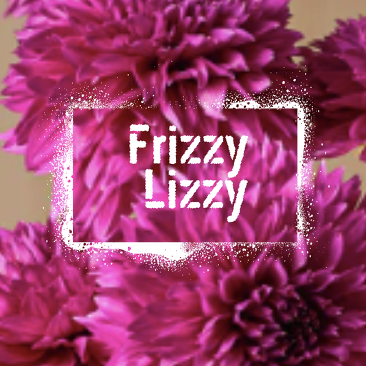 Frizzy Lizzy Dahlia Tuber