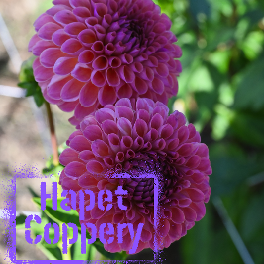 Hapet Coppery Dahlia Tuber