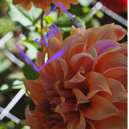 Tyrell Dahlia Tuber