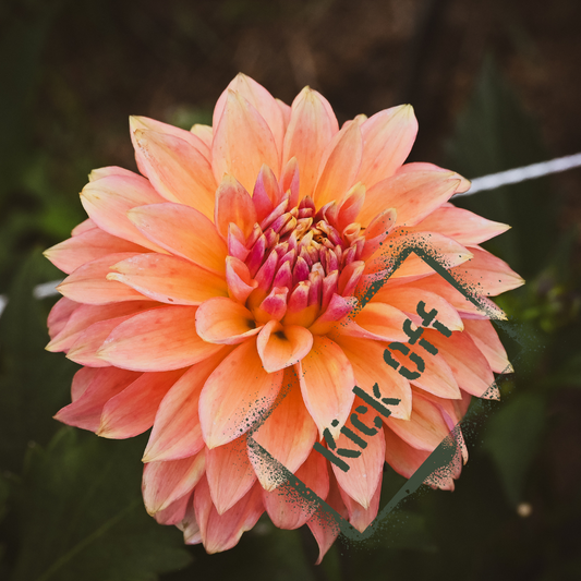 Kick Off Dahlia Tuber