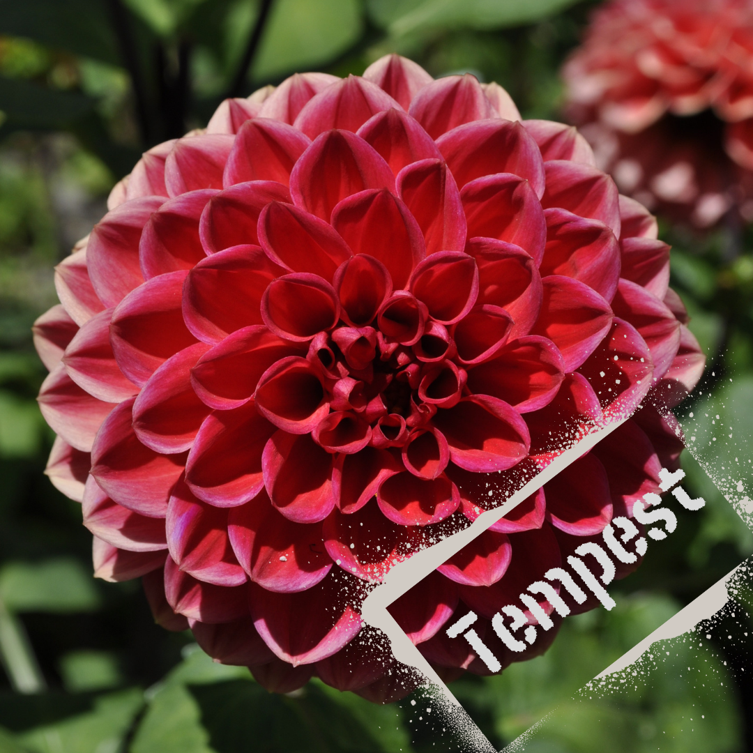 Big and bold bloom, Tempest. Tubers for sale late winter for nz shipping