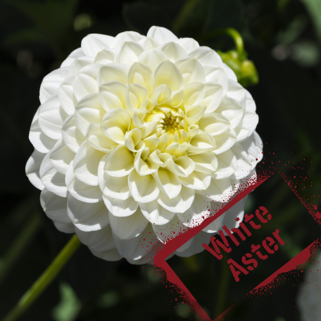 Pure white perfection in a dahlia. Tubers for sale nz only