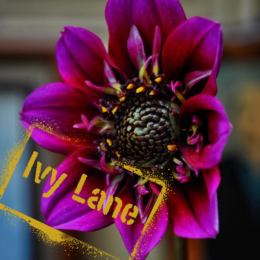Eyecatching single dahlia bred by The Wildstyler. Tubers available soon in NZ