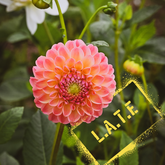 L.A.T.E dahlia bloom in all her glory. Florist favourite. NZ-grown tubers available to buy online in NZ