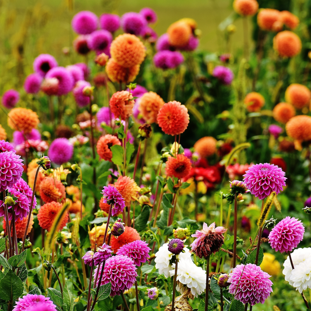 Dahlia Seed - The Wildstyler NZ