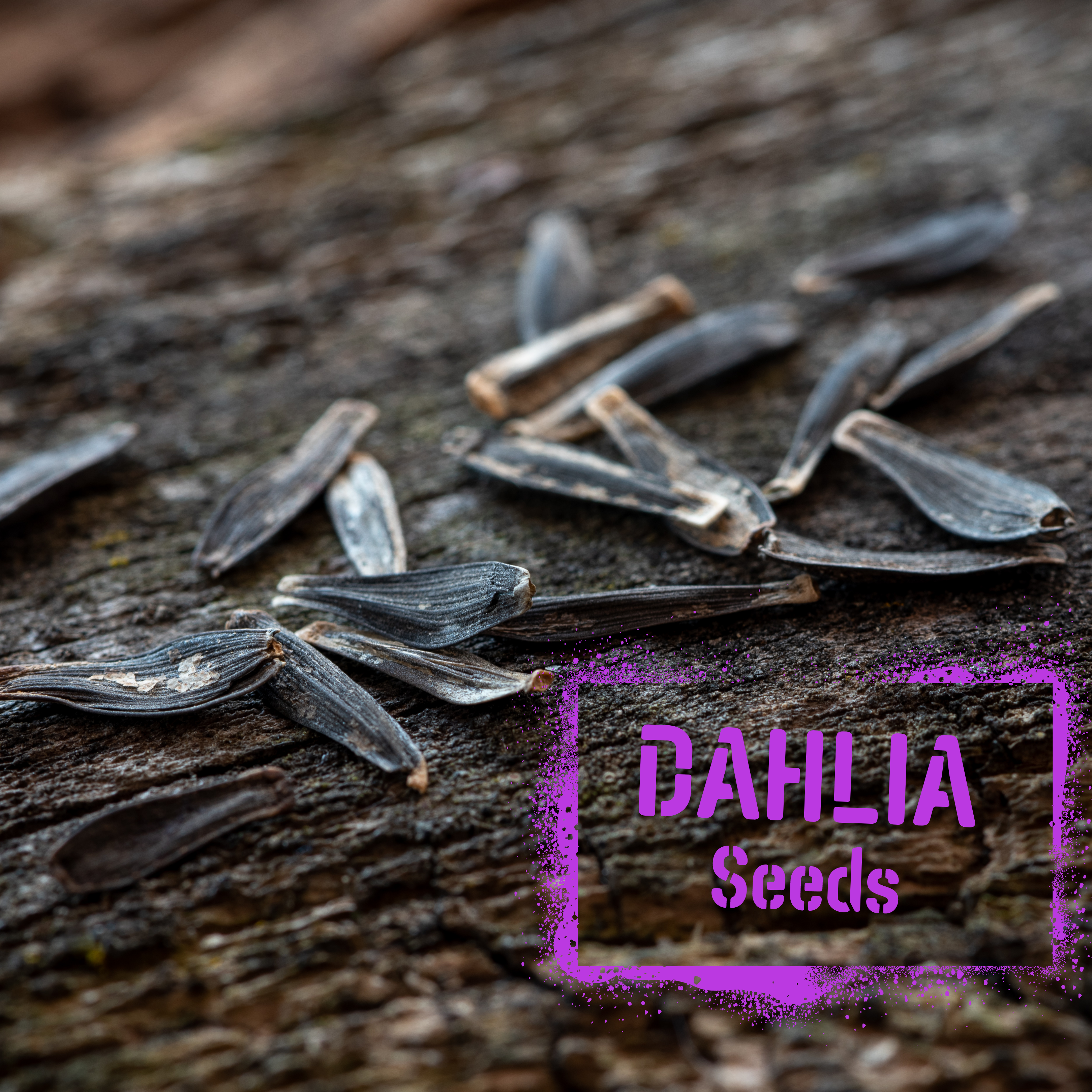 Dahlia Seed For Sale - The Wildstyler NZ