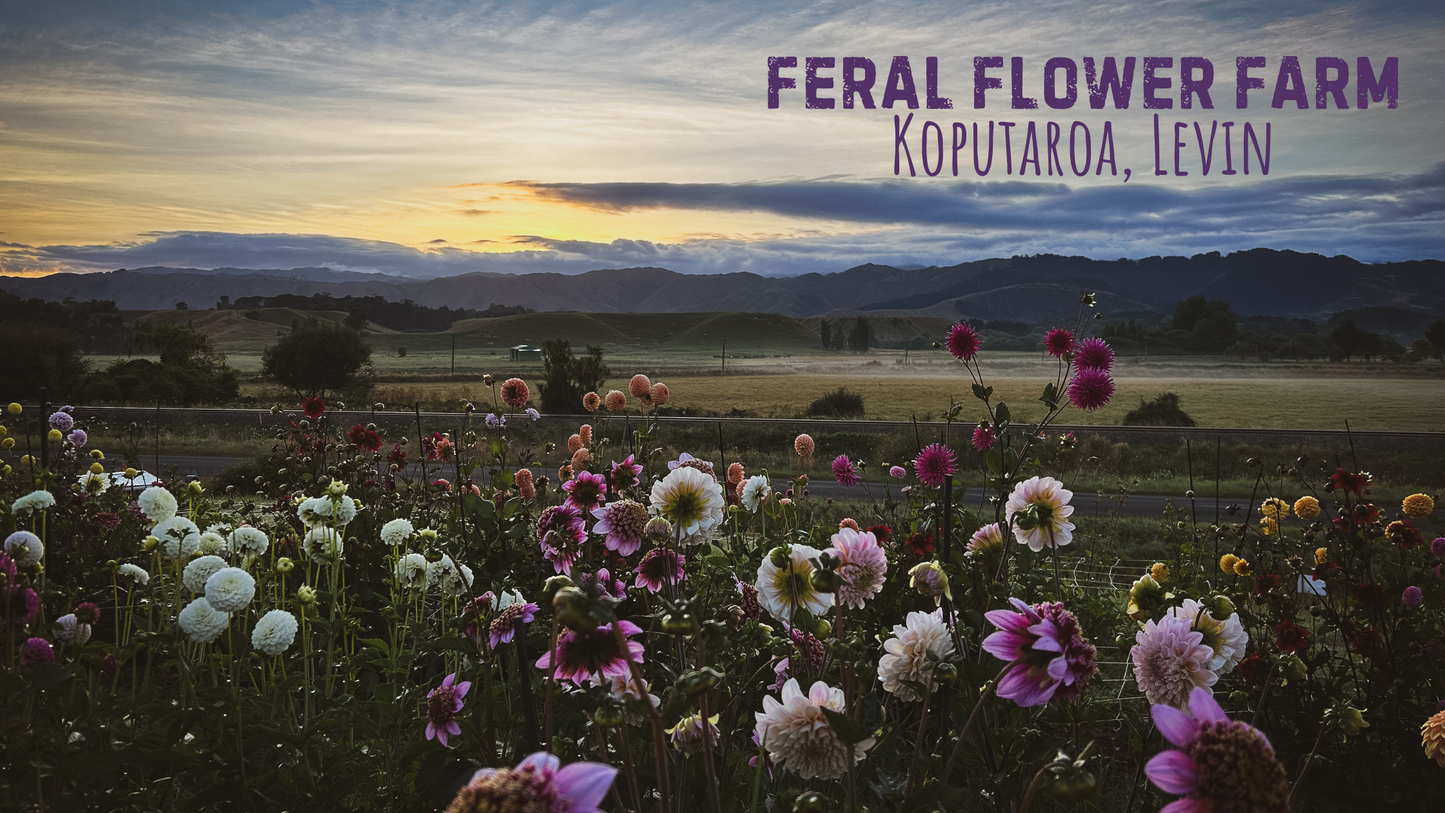 Feral Flower Farm Experience - Dahlia Basics. Sun Feb 9th. 10am