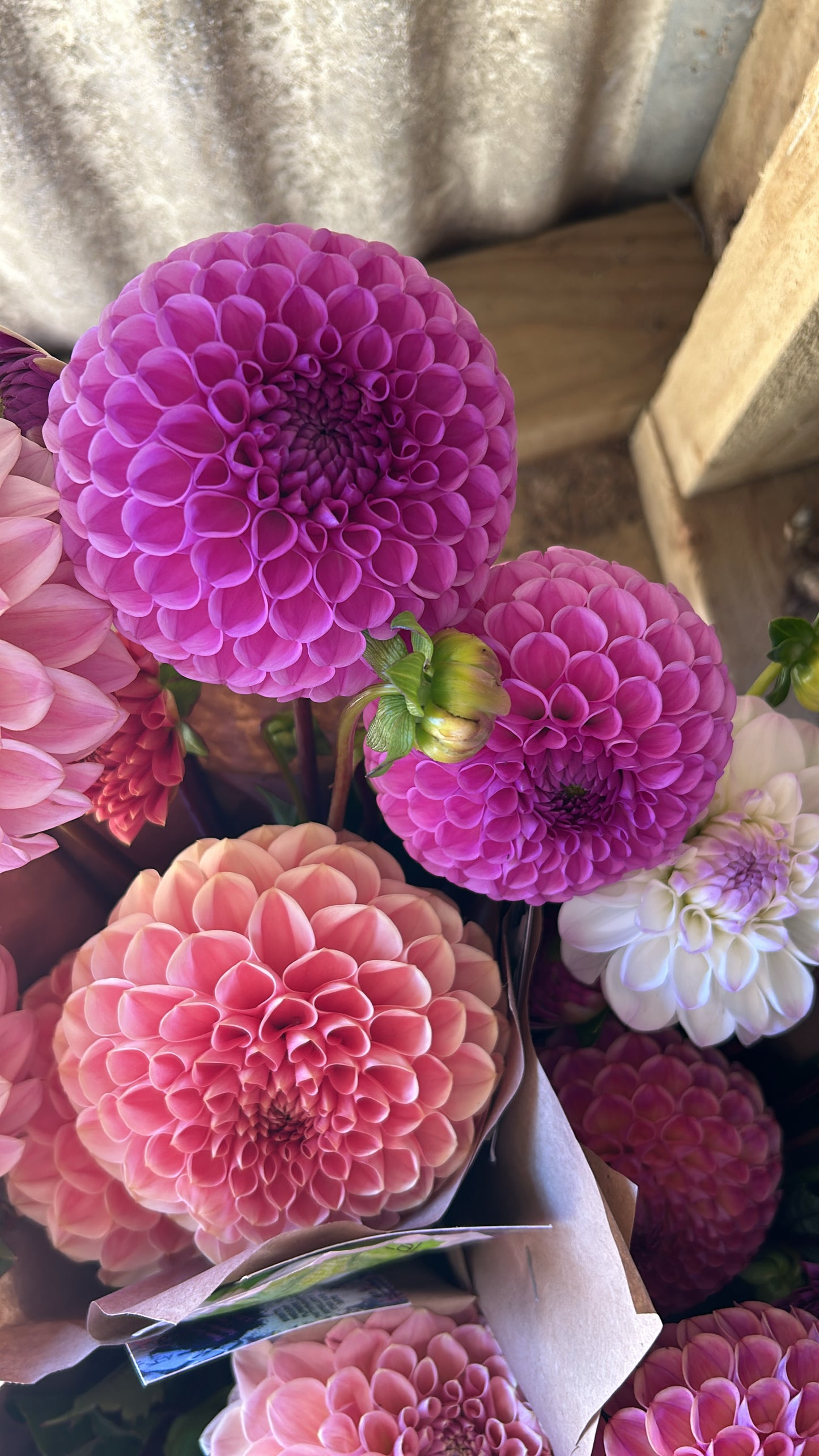 Fresh Dahlia Bunch - for pick up or delivery