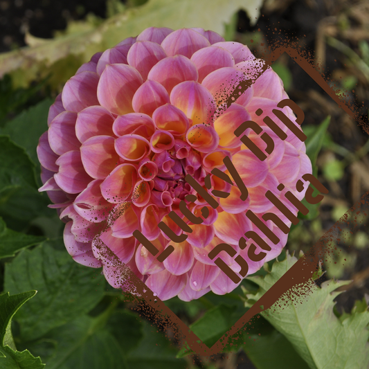 Lucky Dip Dahlia