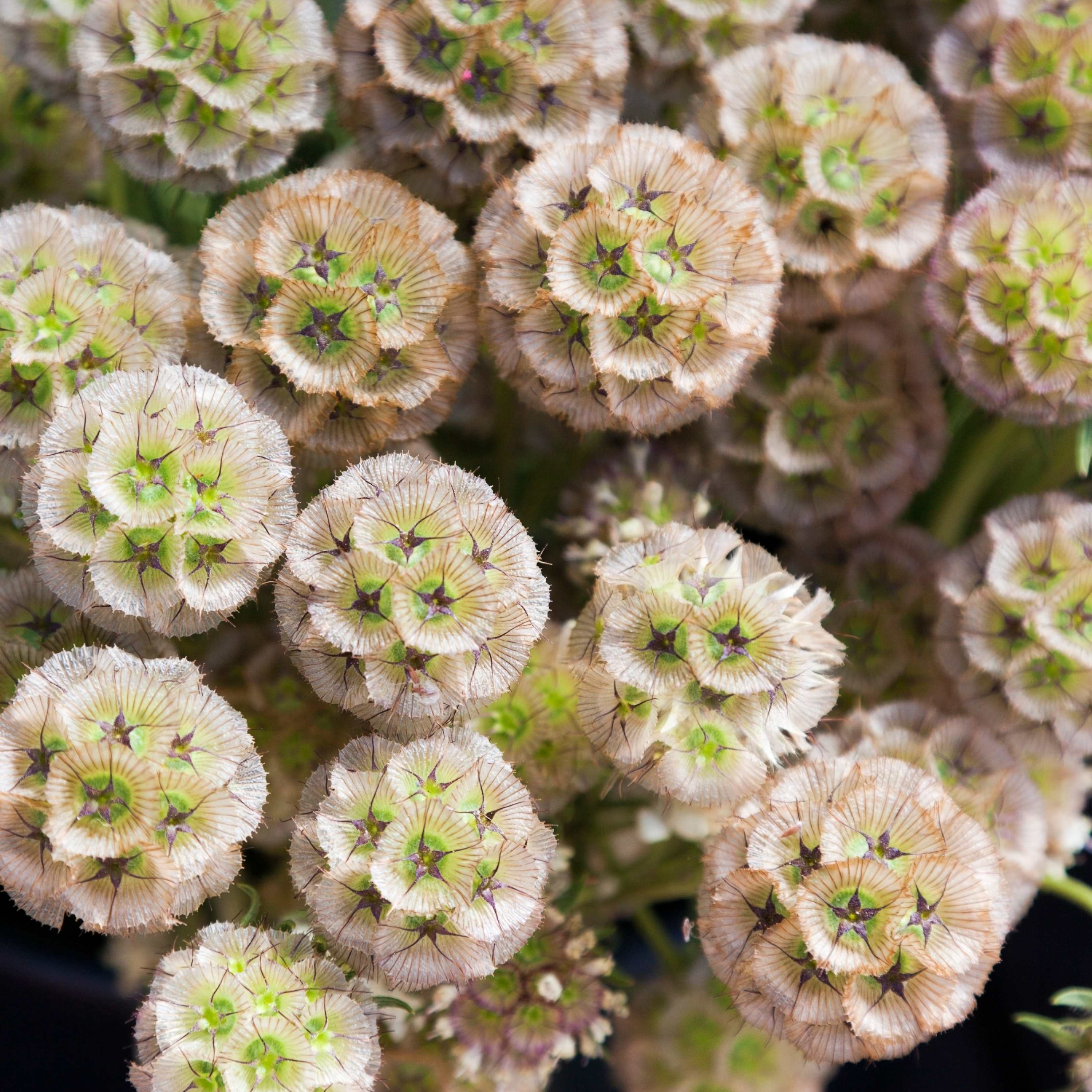 Scabiosa Starball Seed Pods - The Wildstyler NZ