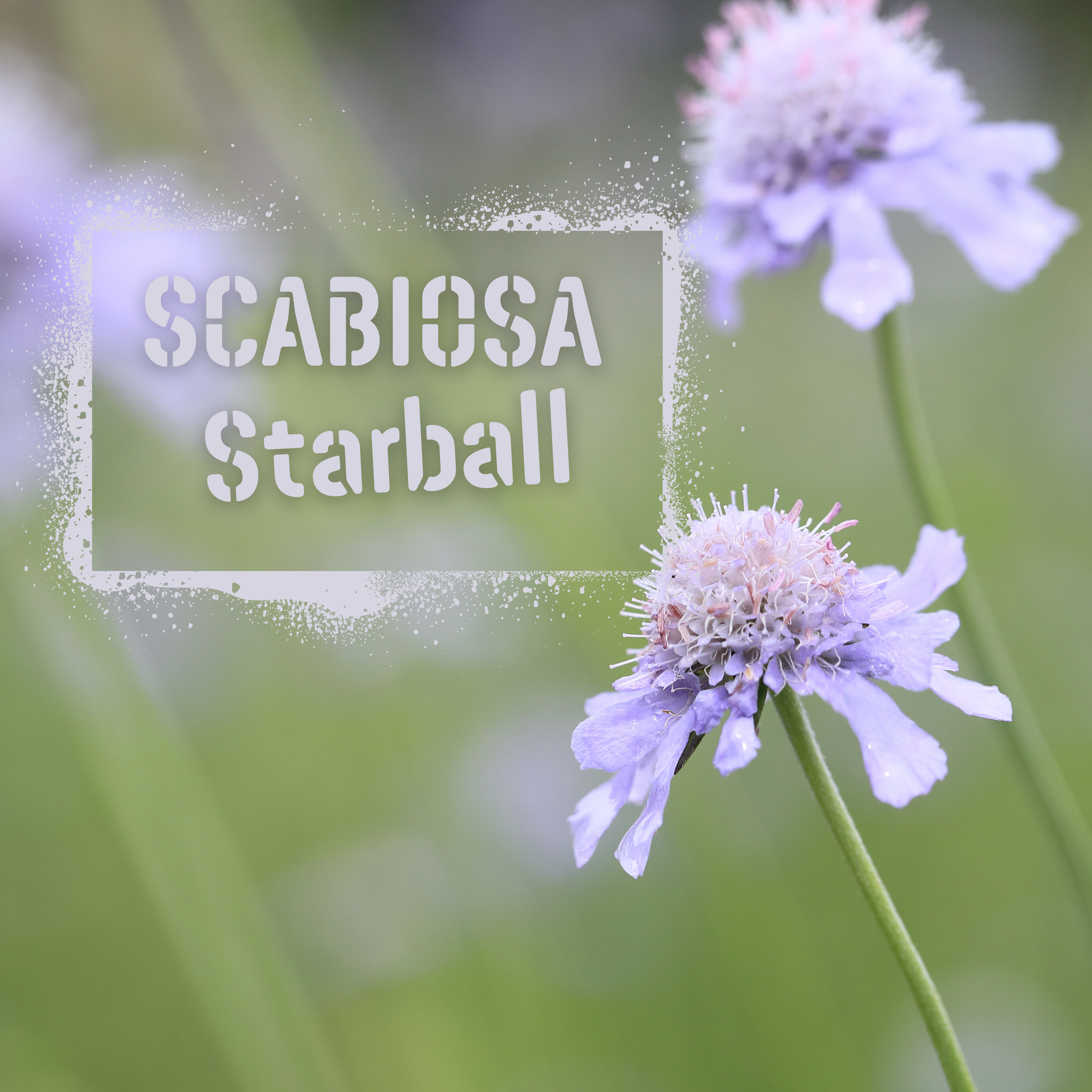 Scabiosa Starball Seeds - The Wildstyler NZ