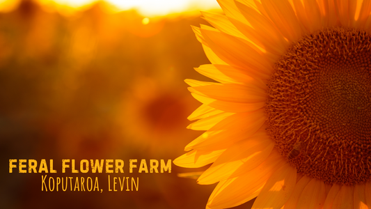 Feral Flower Farm Experience - Portraits in the Sunflowers. Date TBC