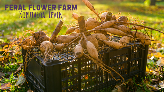 Feral Flower Farm Experience - Tuber Care & Storage. Sunday 4th May. 10am