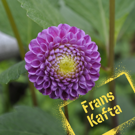 frans kafta dahlia tuber - the wildstyler nz