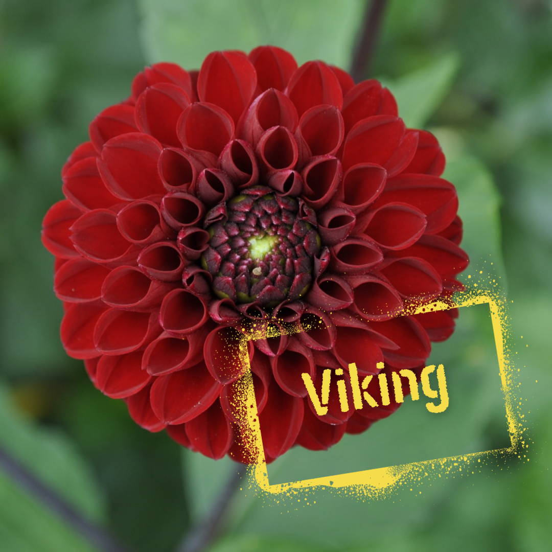 Viking Dahlia Tuber - The Wildstyler