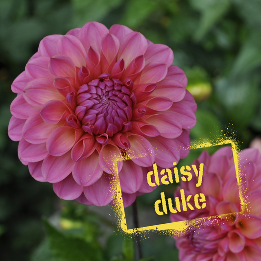 Daisy Duke Dahlia Tuber - The Wildstyler NZ