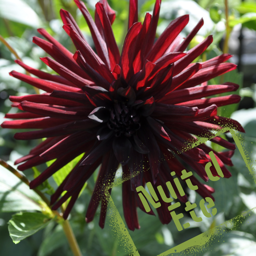 Nuit d ete dahlia tuber - The Wildstyler NZ