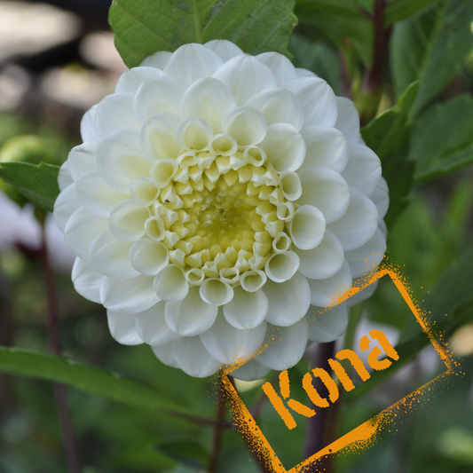 kona dahlia tuber - the wildstyler nz