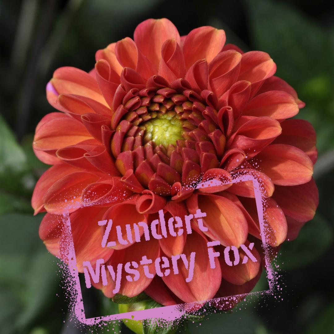 Zundert Mystery Fox dahlia tuber - The Wildstyler