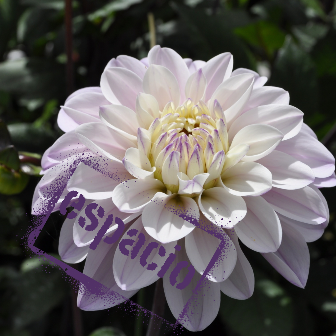 espacio dahlia tuber - the wildstyler nz
