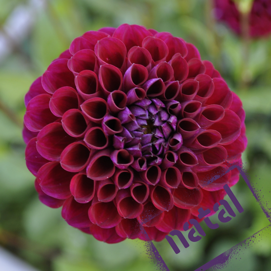 Natal dahlia tuber - the wildstyler nz