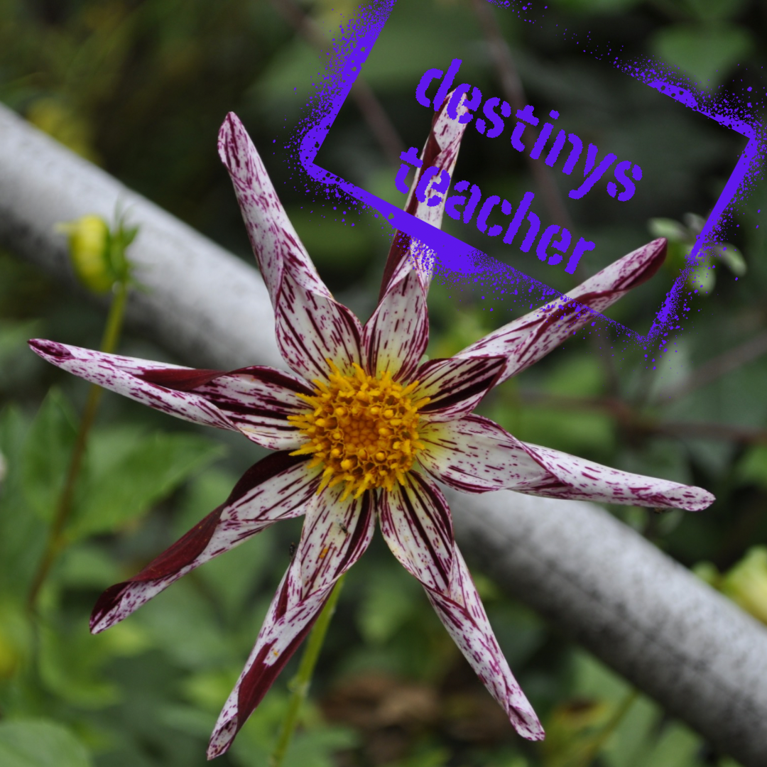 destinys teacher dahlia tuber - the wildstyler nz