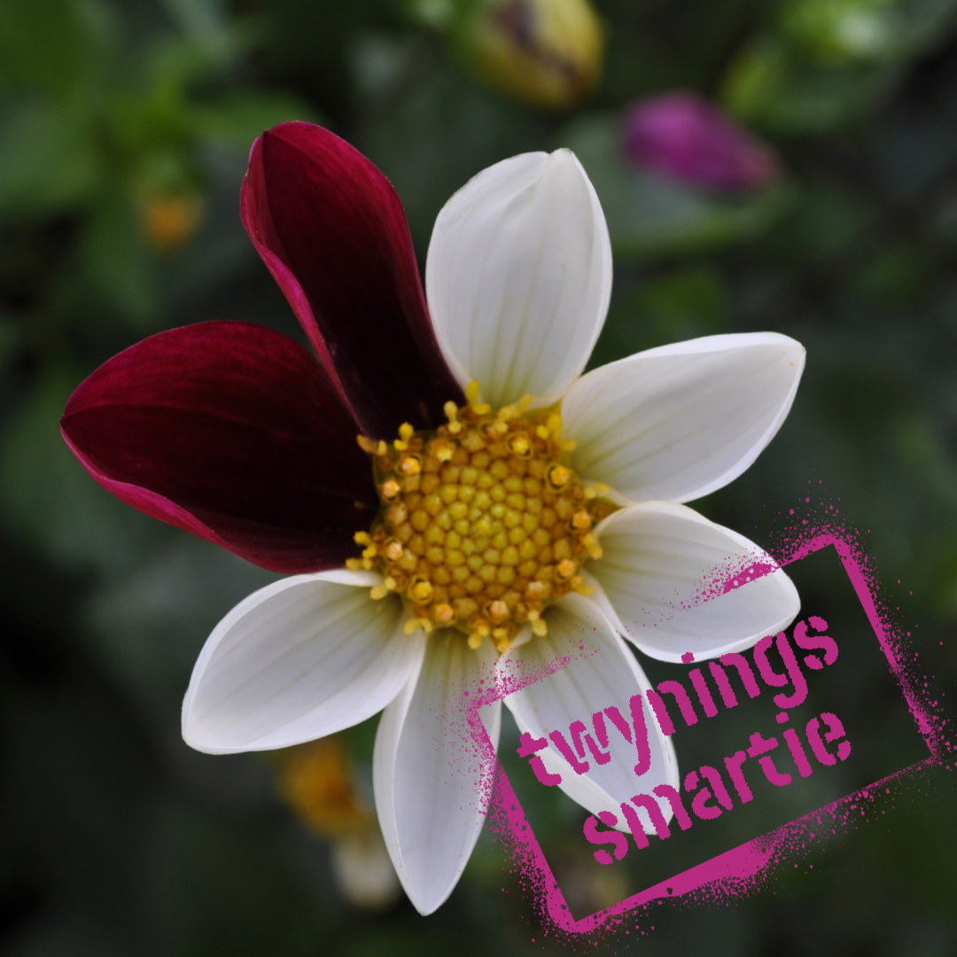 twynings smartie dahlia tuber - the wildstyler nz