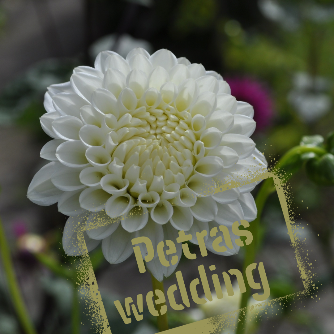 Petras Wedding dahlia tuber - the wildstyler nz