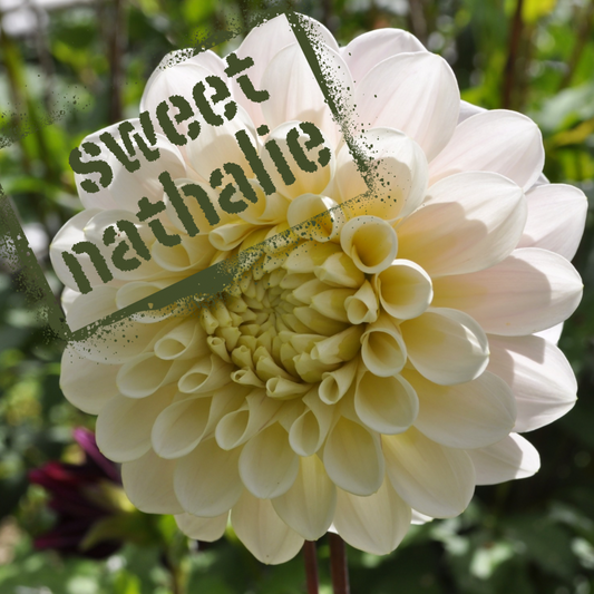 sweet nathalie dahlia tuber - the wildstyler nz