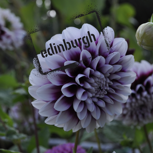 edinburgh dahlia tuber - the wildstyler nz