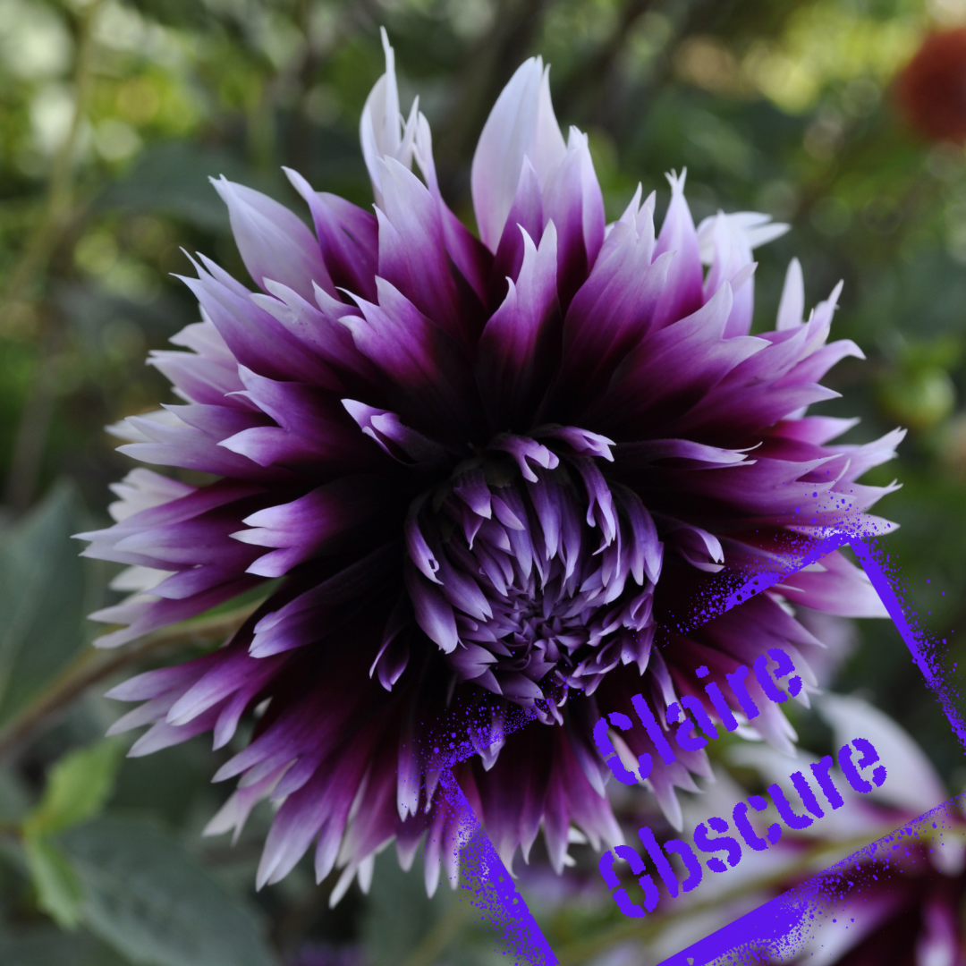 Claire obscure dahlia tuber - the wildstyler nz