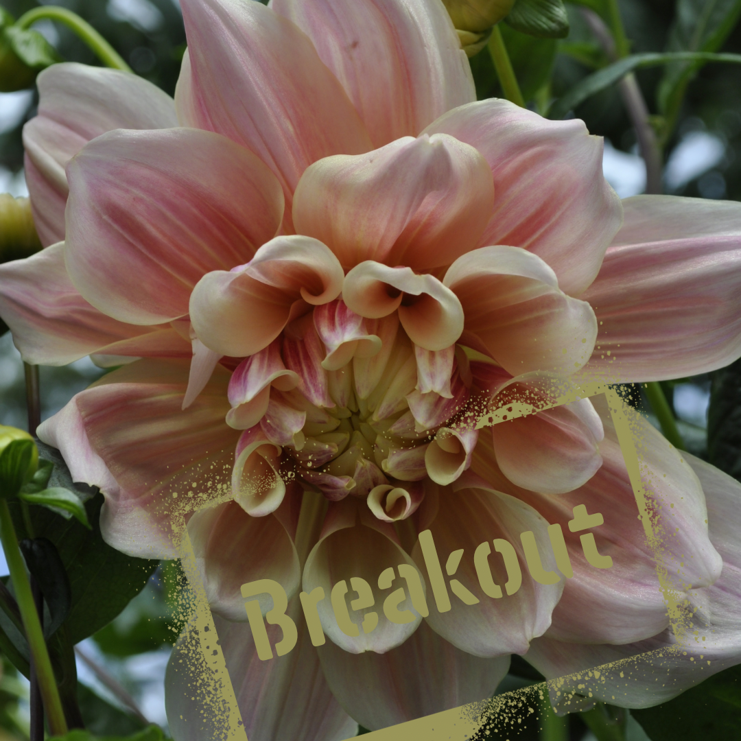 Breakout dahlia tuber - the wildstyler nz