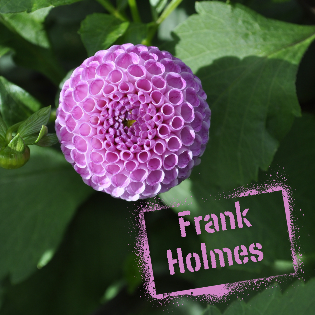 Frank Holmes Dahlia Tuber - The Wildstyler