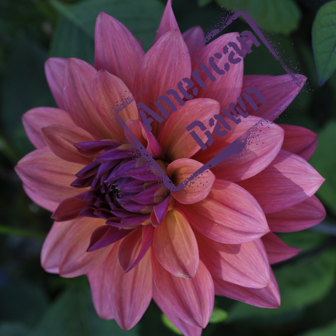 American dawn dahlia tuber - the wildstyler nz