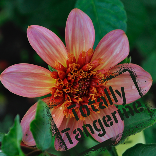 Totally tangerine dahlia tuber - the wildstyler nz