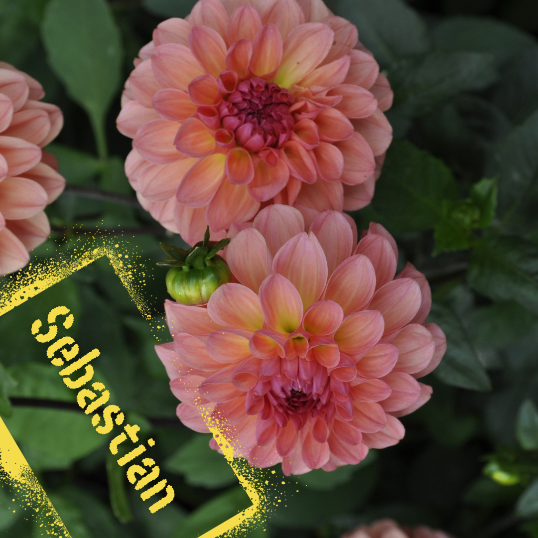 Sebastian dahlia tuber - the wildstyler nz