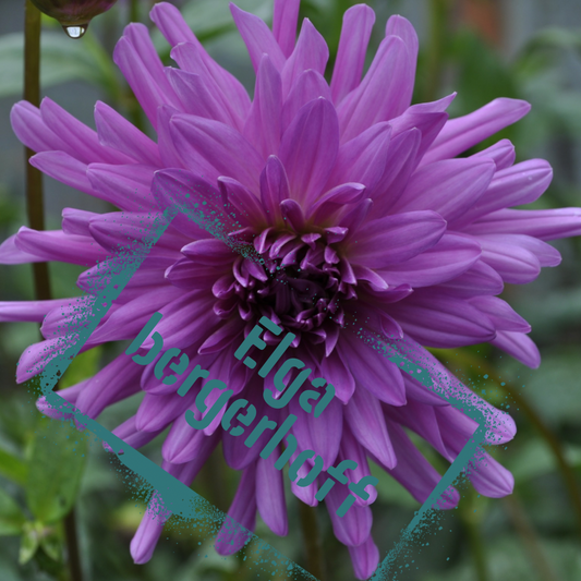 Elga bergerhoff dahlia tuber - the wildstyler nz