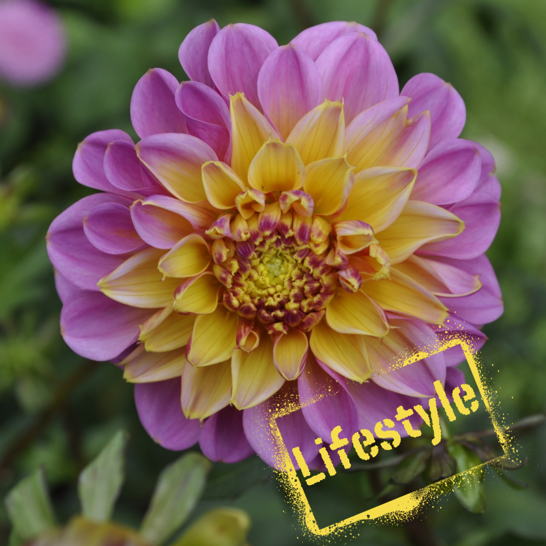 lifestyle dahlia tuber - the wildstyler