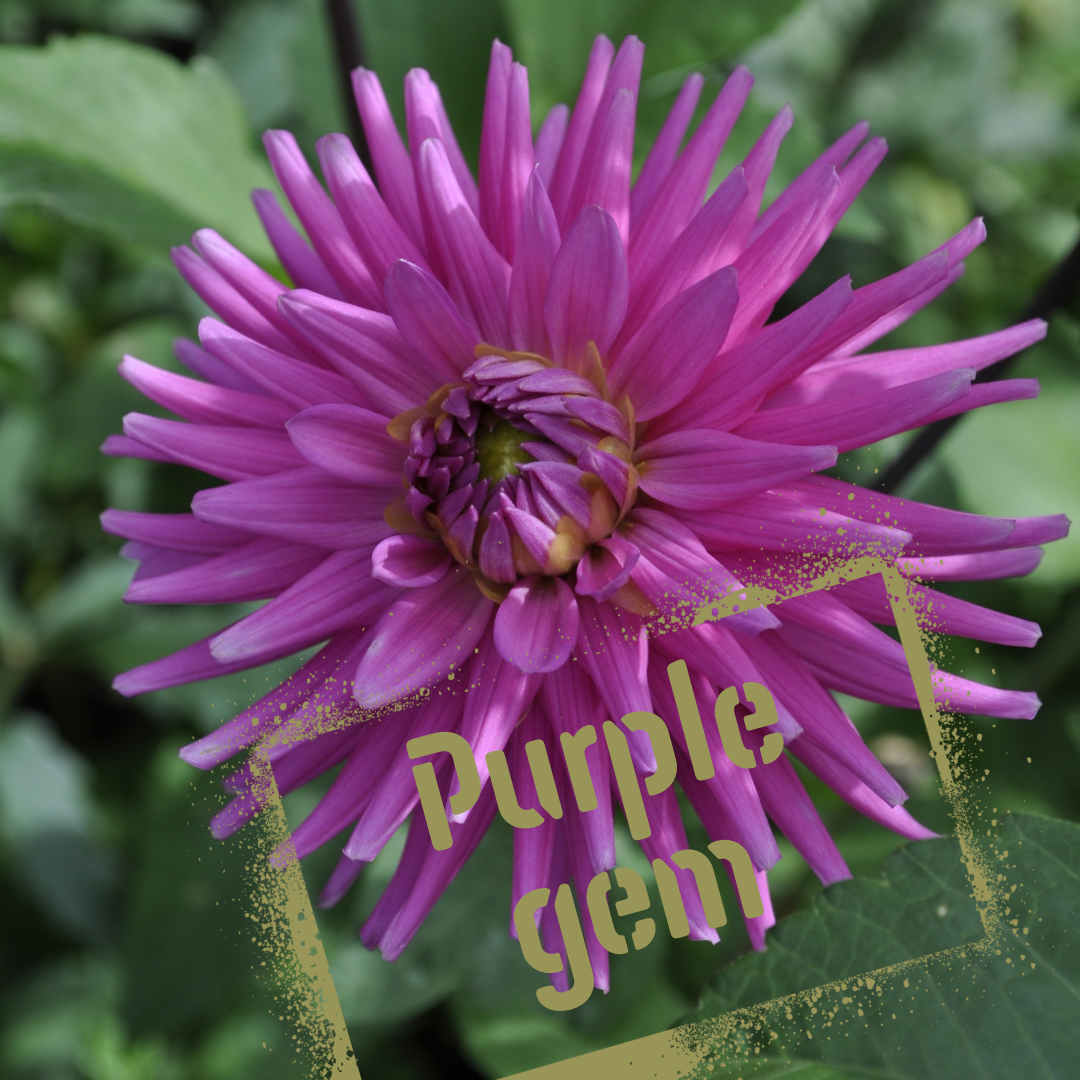 Purple Gem dahlia tuber - The Wildstyler NZ