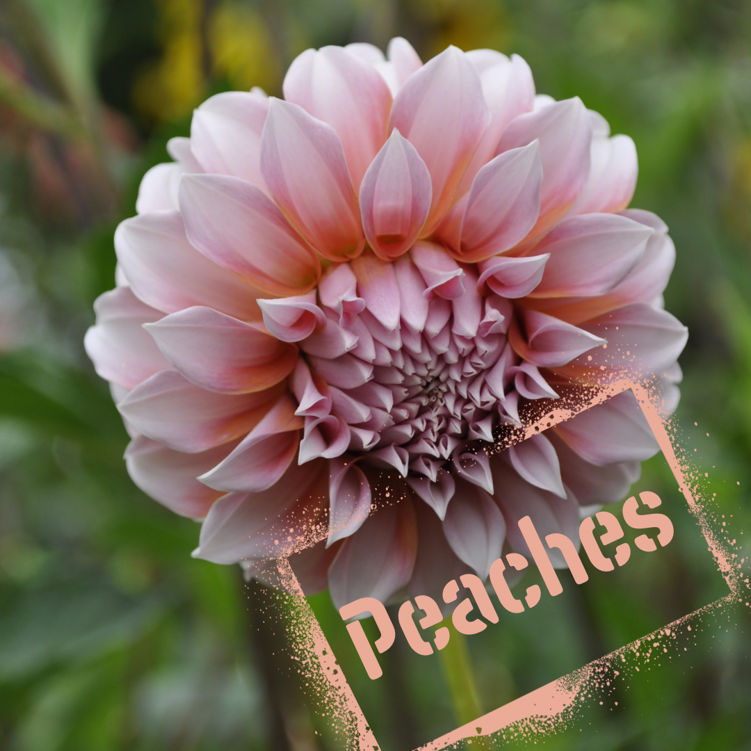Peaches dahlia tuber - the wildstyler nz