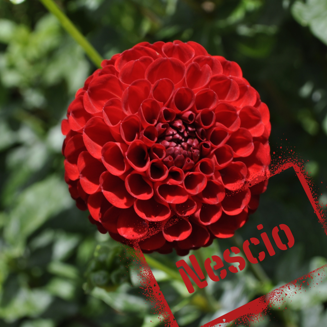 Nescio dahlia tuber - the wildstyler nz