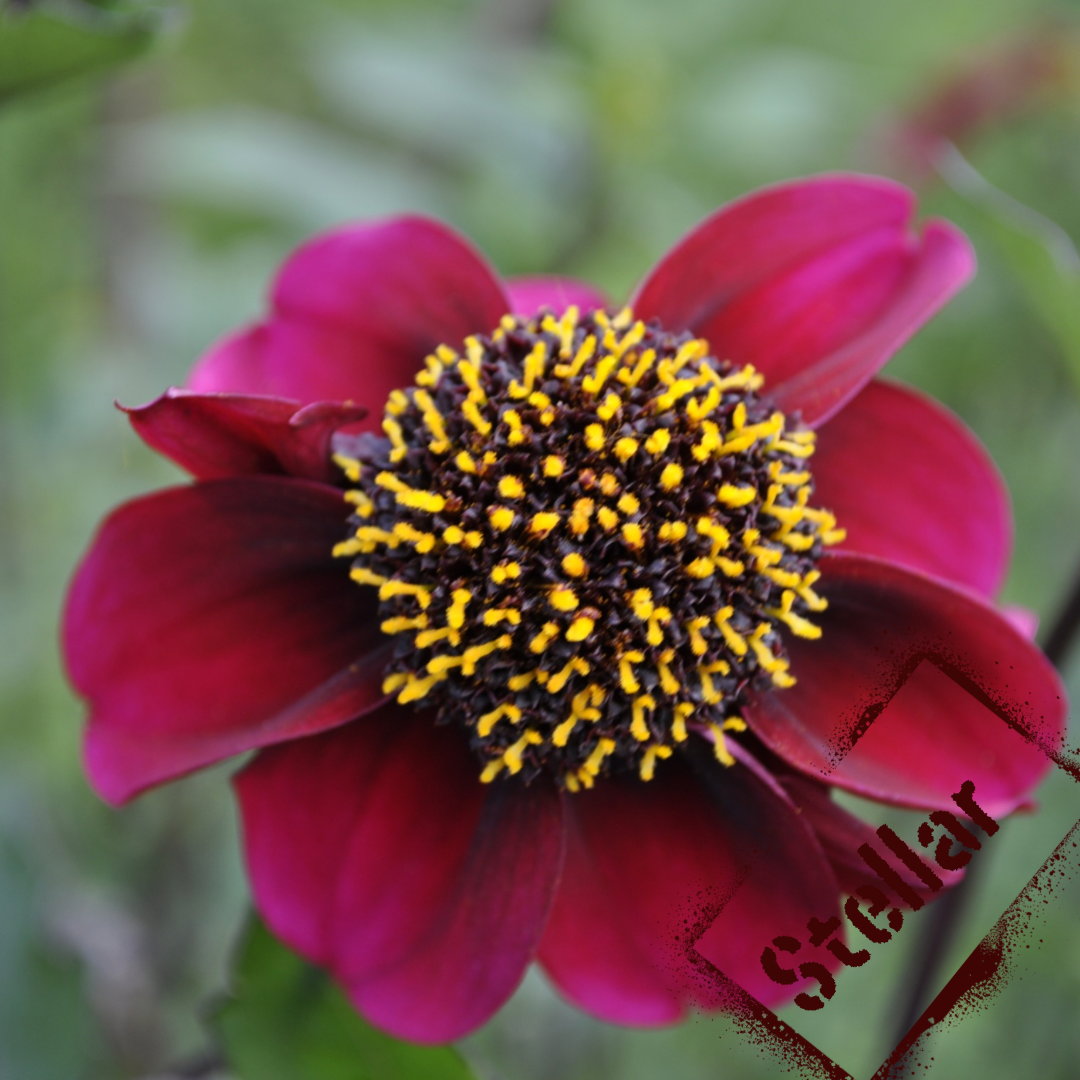 stellar dahlia tuber - the wildstyler nz