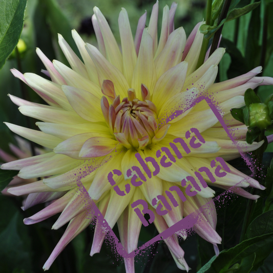 Dahlia Tuber Cabana Banana - The Wildstyler