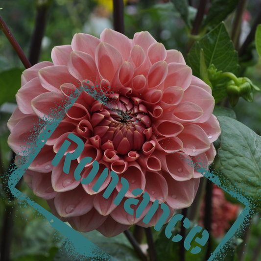 Romance dahlia tuber - the wildstyler nz