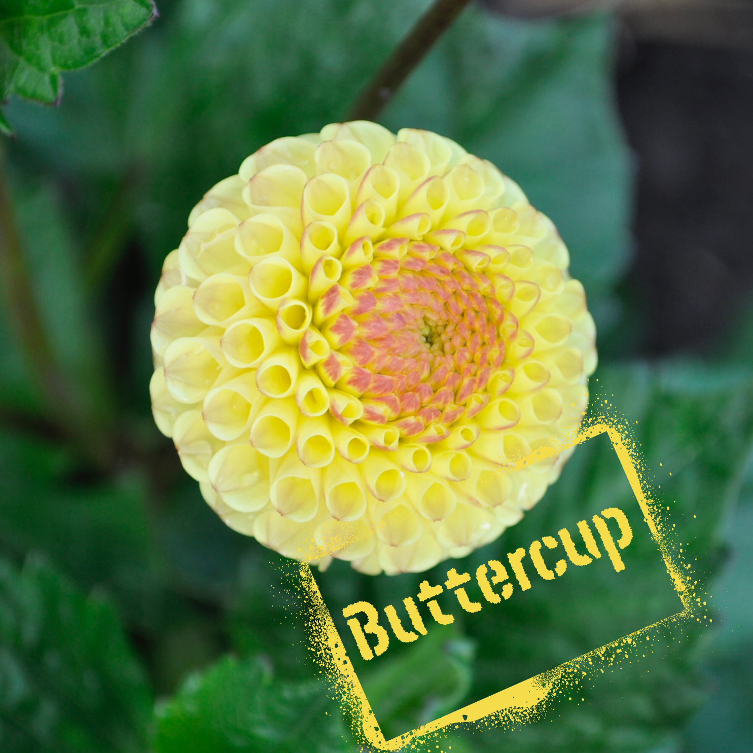 Buttercup Dahlia Tuber NZ - The Wildstyler