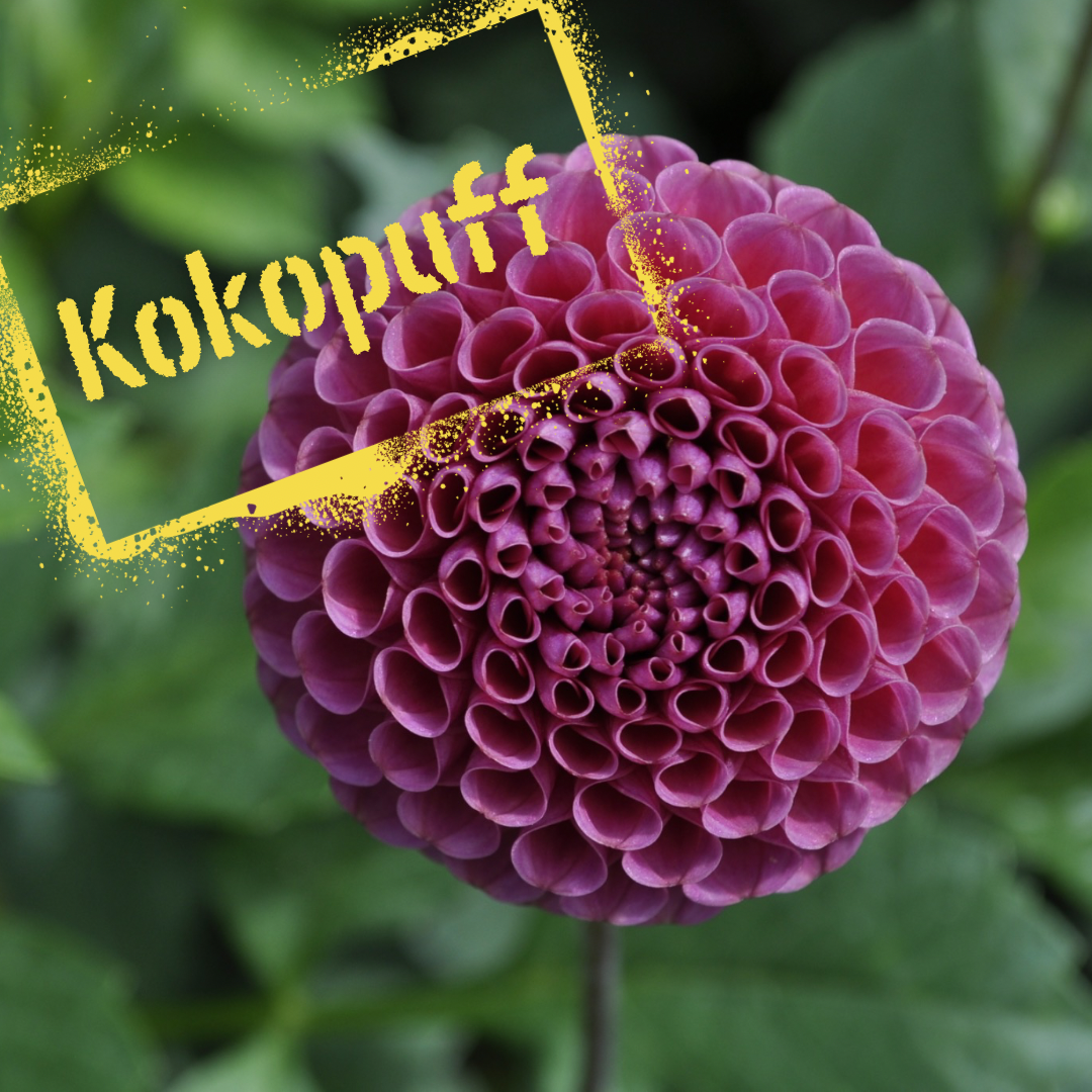 Kokopuff dahlia tuber - the wildstyler nz