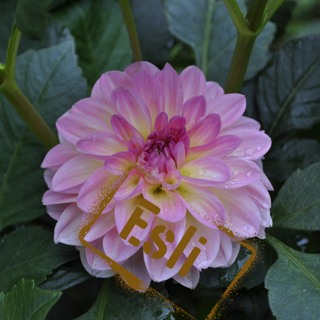 Esli dahlia tuber - the wildstyler nz