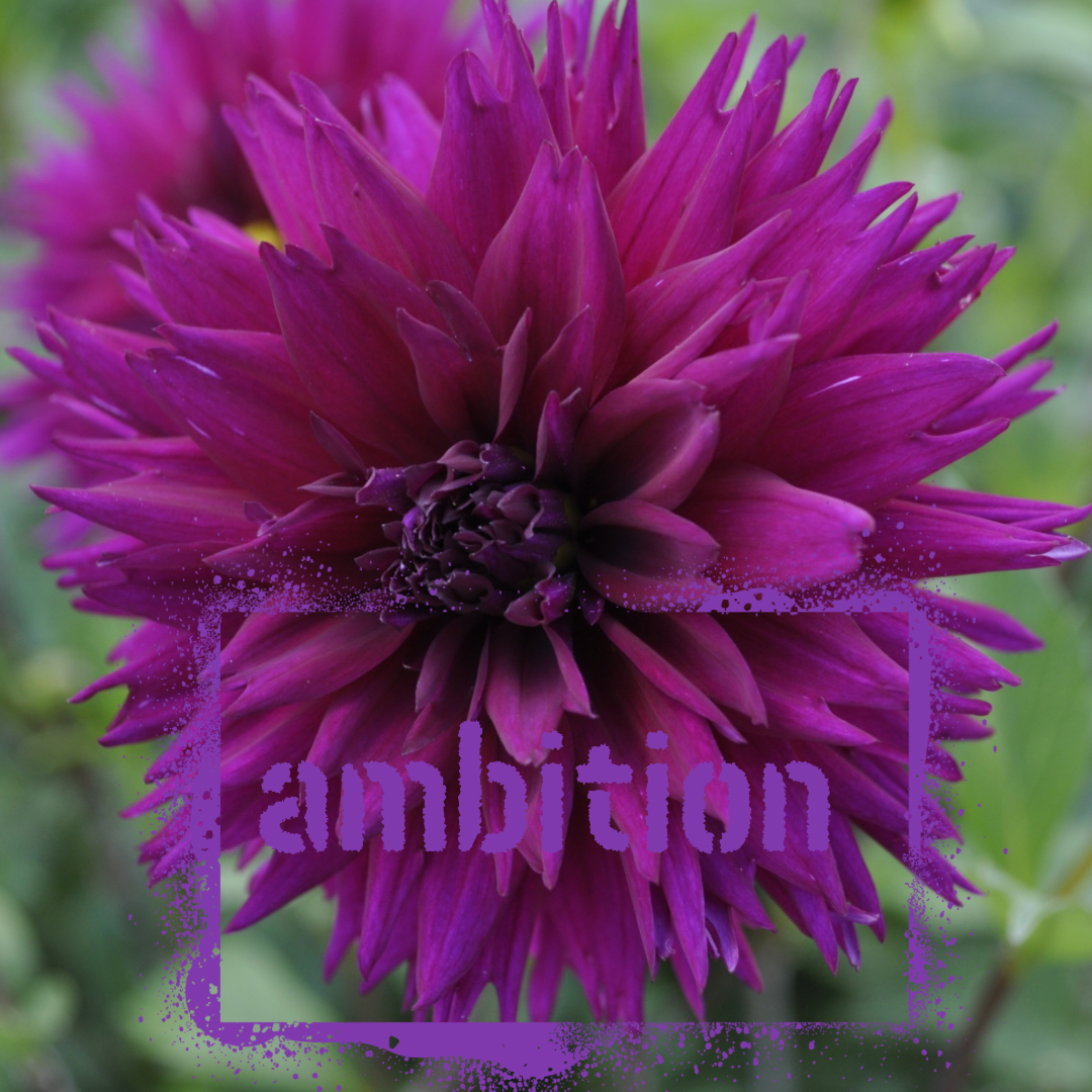 ambition dahlia tuber - the wildstyler nz